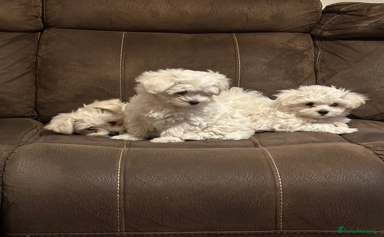 Maltese dogs - Advert 4