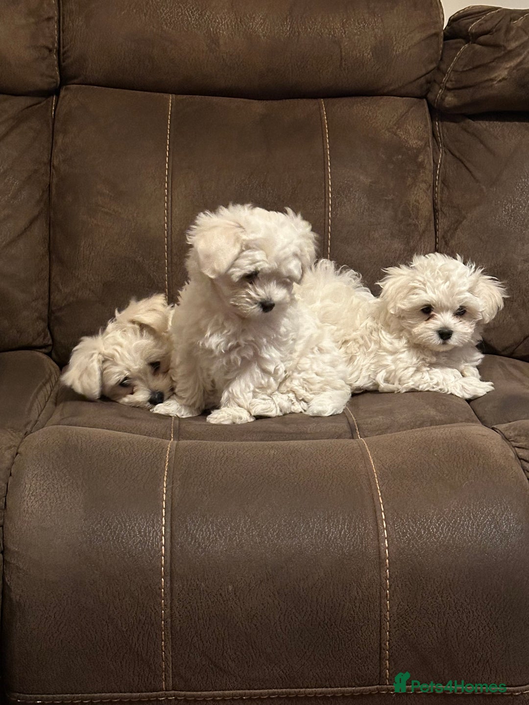 Maltese dogs for sale: Bichon Maltese  - Image 1