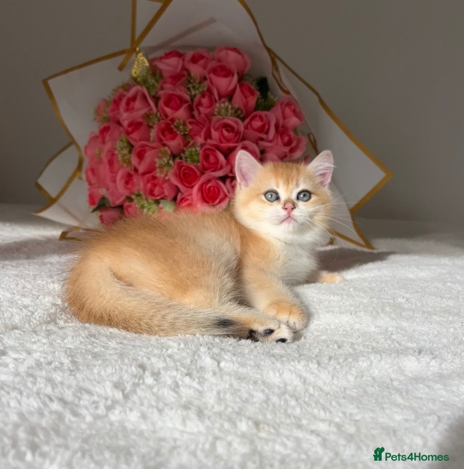 British Shorthair cats for sale: Scrumptious Golden Chinchilla NY12&NY25 BSH  - Advert 16