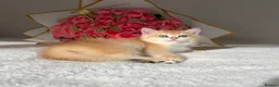 British Shorthair cats for sale: Scrumptious Golden NY12/NY25 BSH, Girl/Boy  - Advert 2
