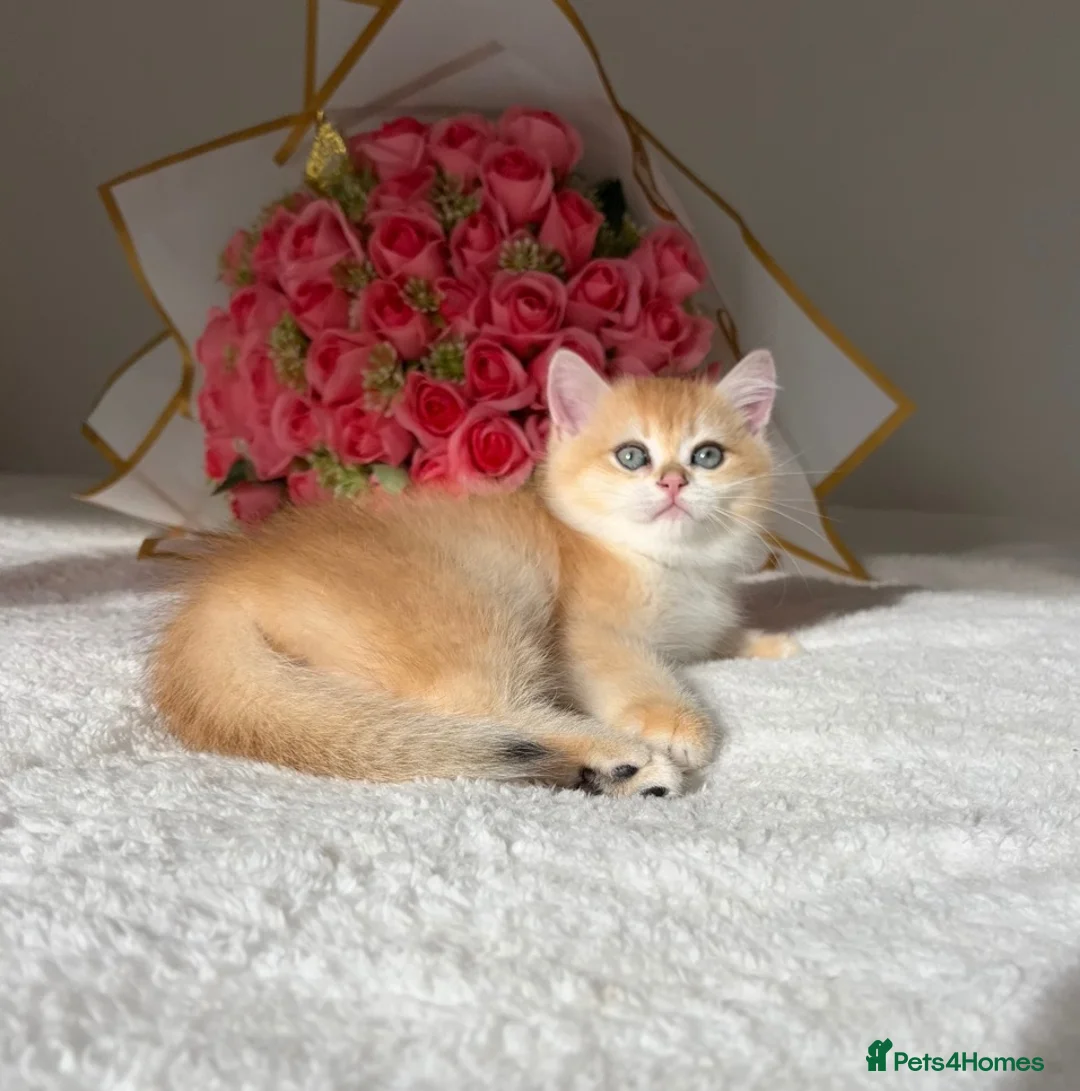 British Shorthair cats for sale: Scrumptious Golden NY12/NY25 BSH, Girl/Boy  - Advert 2