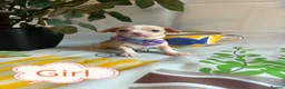 Chihuahua dogs for sale: Chihuahua puppies - Advert 22