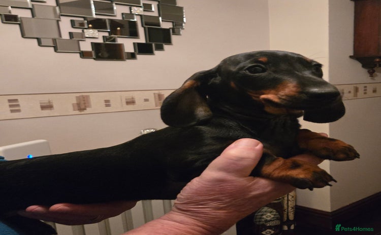 Miniature Dachshund dogs Ready Now super Male Dashund puppy - Advert 14