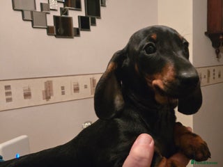 Miniature Dachshund dogs Ready Now super Male Dashund puppy - Advert 9