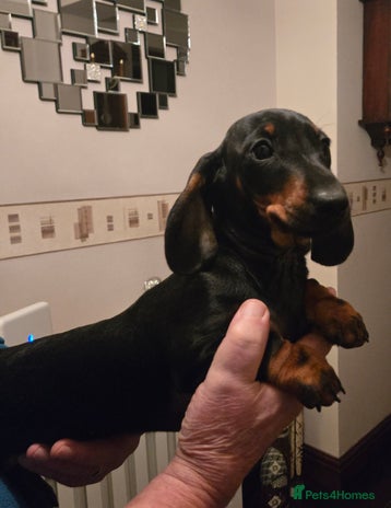 Miniature Dachshund dogs Ready Now super Male Dashund puppy - Advert 14