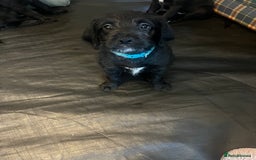 Mixed Breed dogs for sale:  🐾 Labradoodle x Entlebucher Sennenhund Puppies! - Image 15