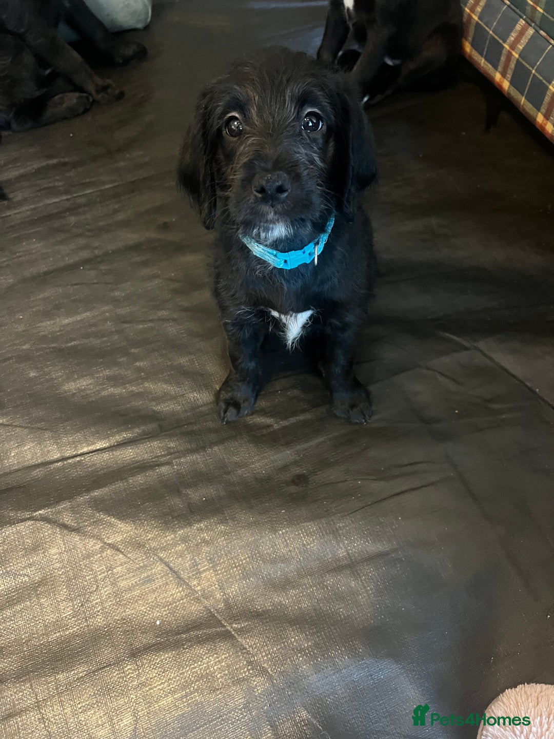 Mixed Breed dogs for sale:  🐾 Labradoodle x Entlebucher Sennenhund Puppies! - Image 15