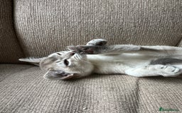 Burmese cats for sale: GCCF reg Pedigree Kittens - Image 17