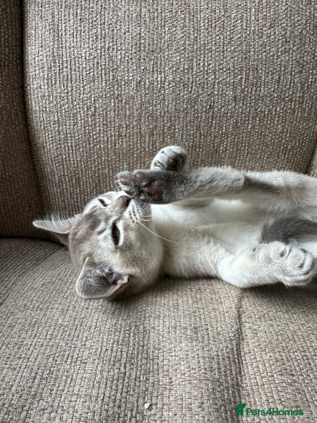 Burmese cats for sale: GCCF reg Pedigree Kittens - Image 17