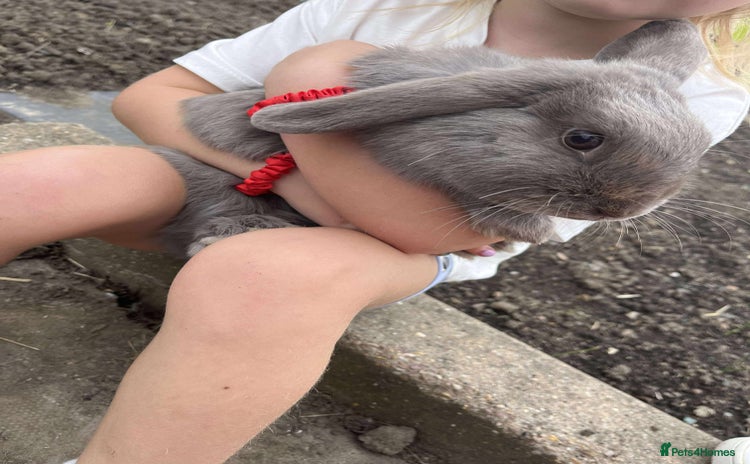 Mini Lop rabbits - Advert 3