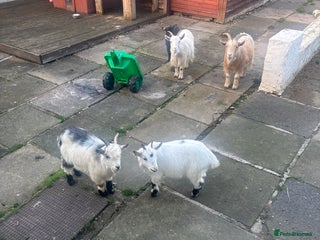 Goats livestock Loving goats looking for new pastures - Advert 3
