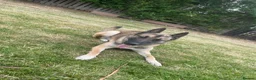 Belgian Shepherd Dog dogs for sale: Kyro 1.5yrs old male in Coatbridge - Advert 2