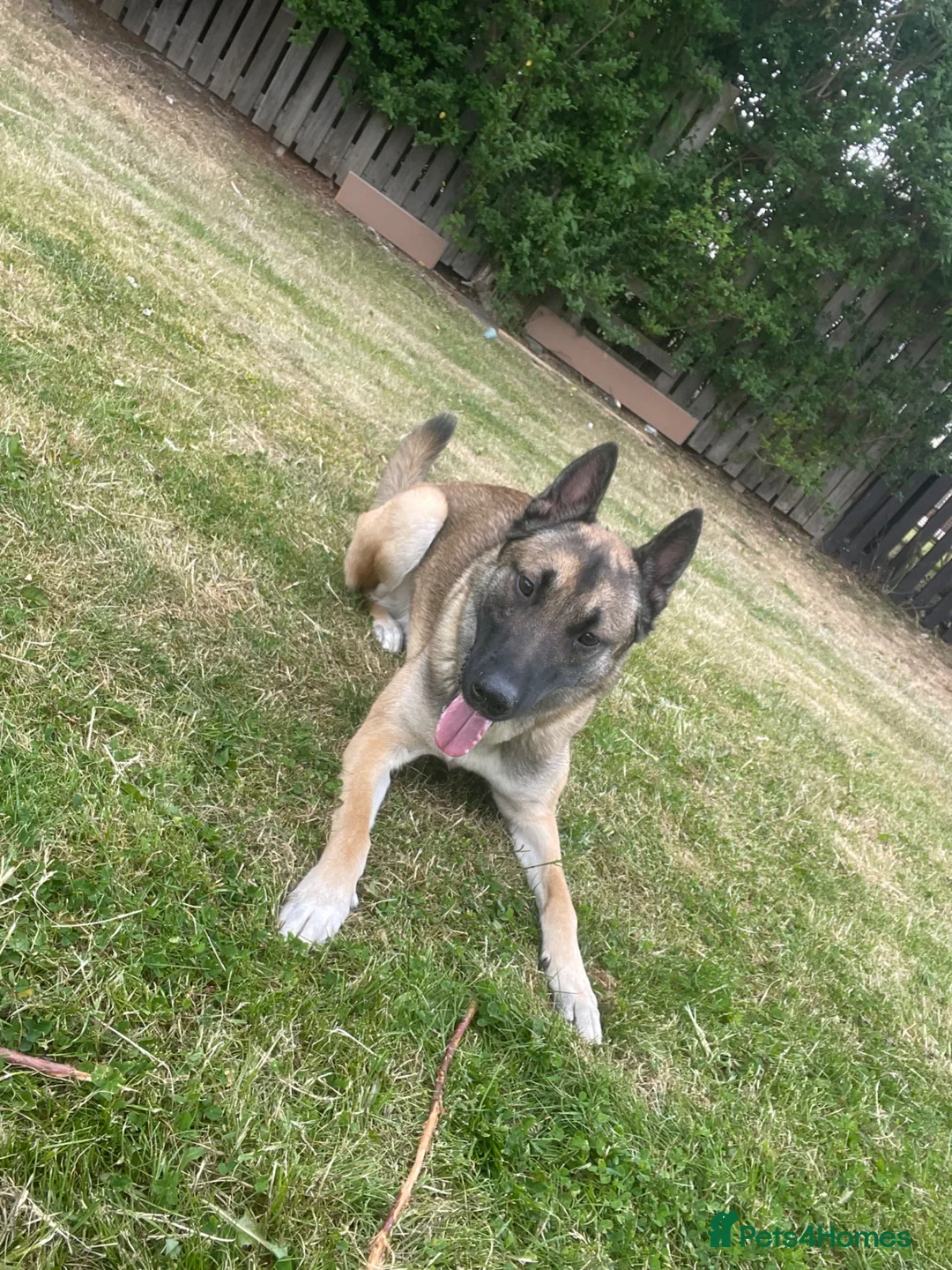 Belgian Shepherd Dog dogs for sale: Kyro 1.5yrs old male in Coatbridge - Advert 2
