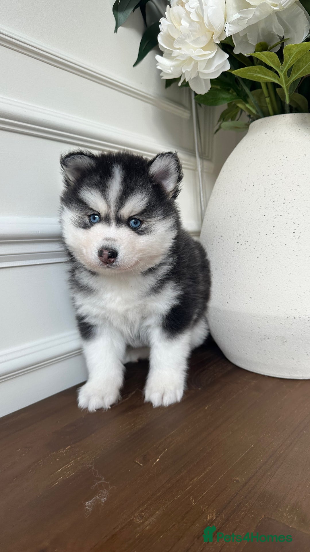 Pomsky dogs for sale: Pomskies Seeking Their Forever Home - ONLY 1 Left - Advert 14