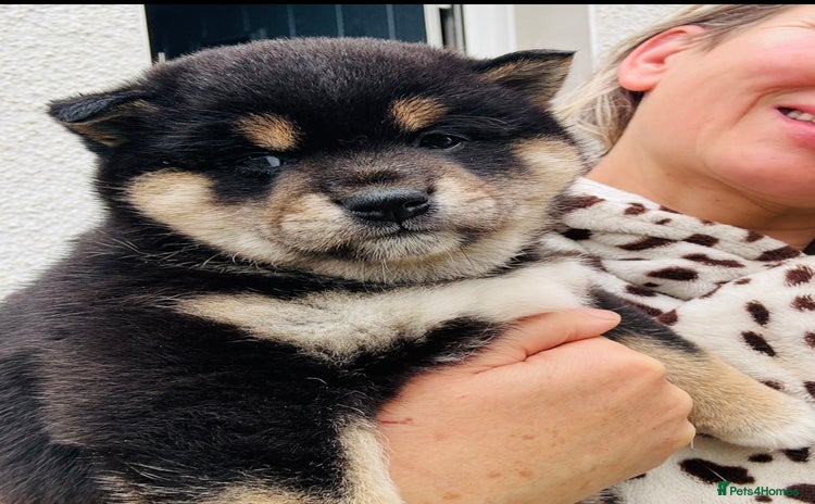 Japanese Shiba Inu dogs - Advert 1