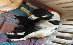 Mixed Breed dogs for sale: Docker's FOR SALE (black & white markings)  - Image 2