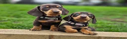 Miniature Dachshund dogs for sale: 2 Gorgeous Miniature dachshund females  - Advert 5