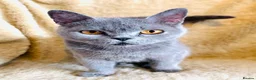 British Shorthair cats for sale: Female British Shorthair 1 left - Berkshire - Advert 8