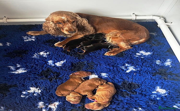 Cocker Spaniel dogs - Advert 3