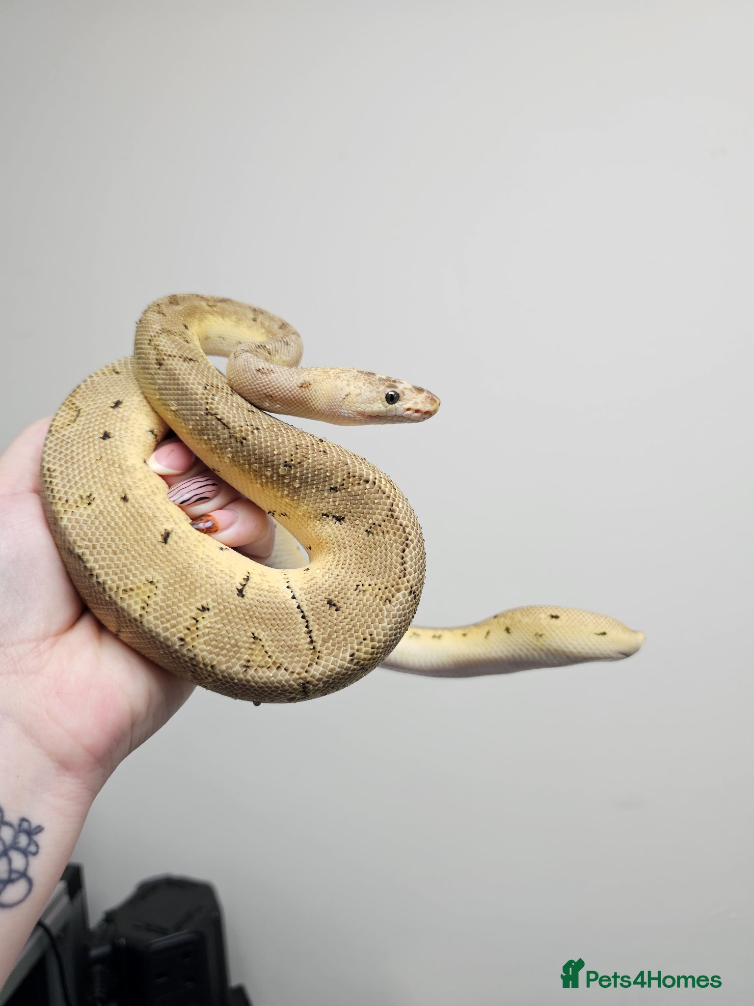 Python Snake reptiles Royal pythons and hognose - Advert 2