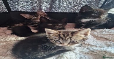 Mixed Breed cats - Advert 14