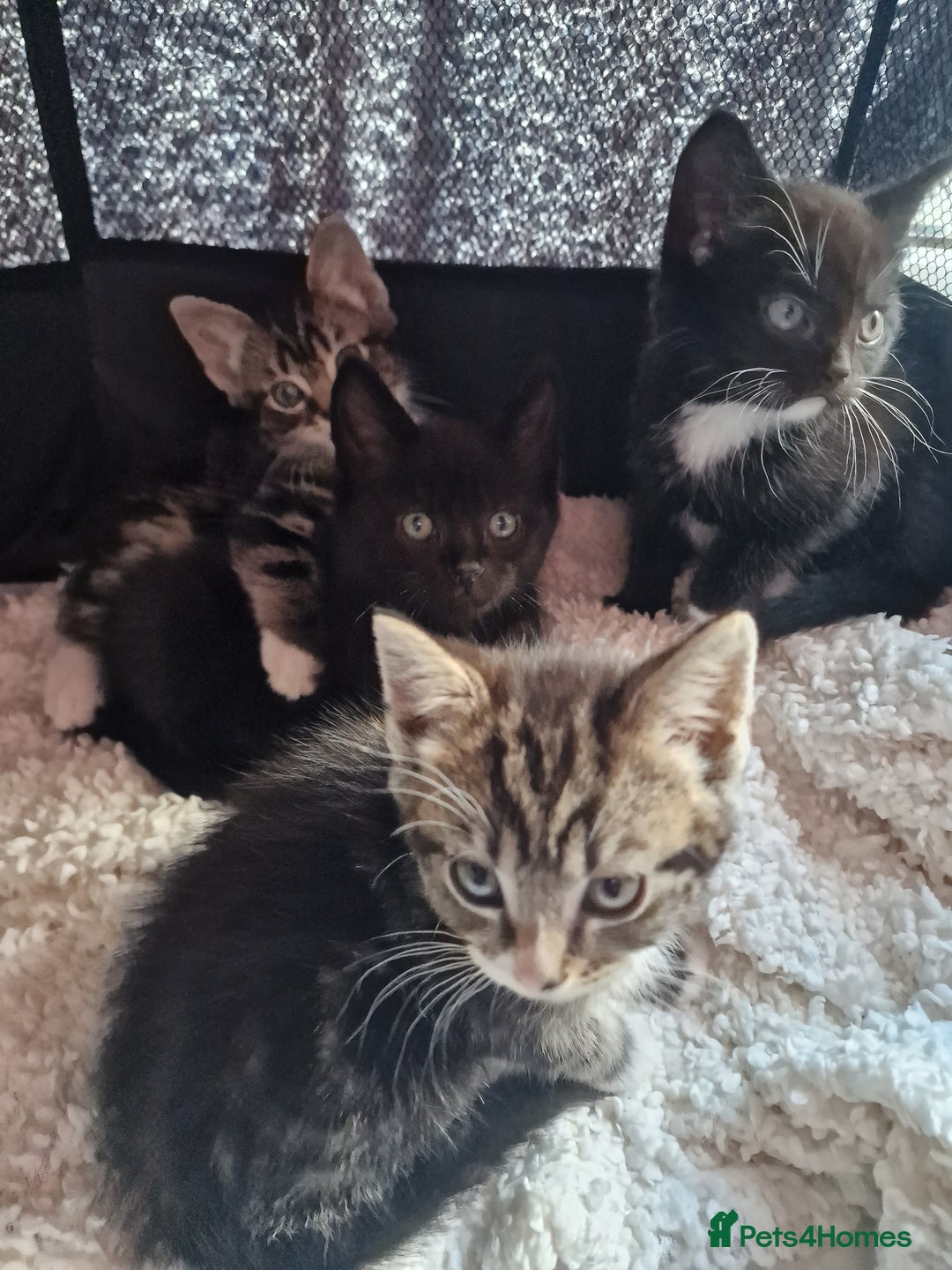 Mixed Breed cats for sale: 2 kittens for sale. A beautiful boy and a girl - Image 2