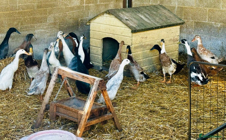 Ducks poultry - Advert 3