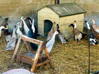 Ducks poultry - Advert 5