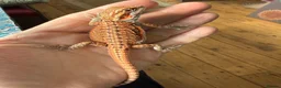 Bearded Dragon reptiles for sale: Bearded Dragon baby  - Advert 4