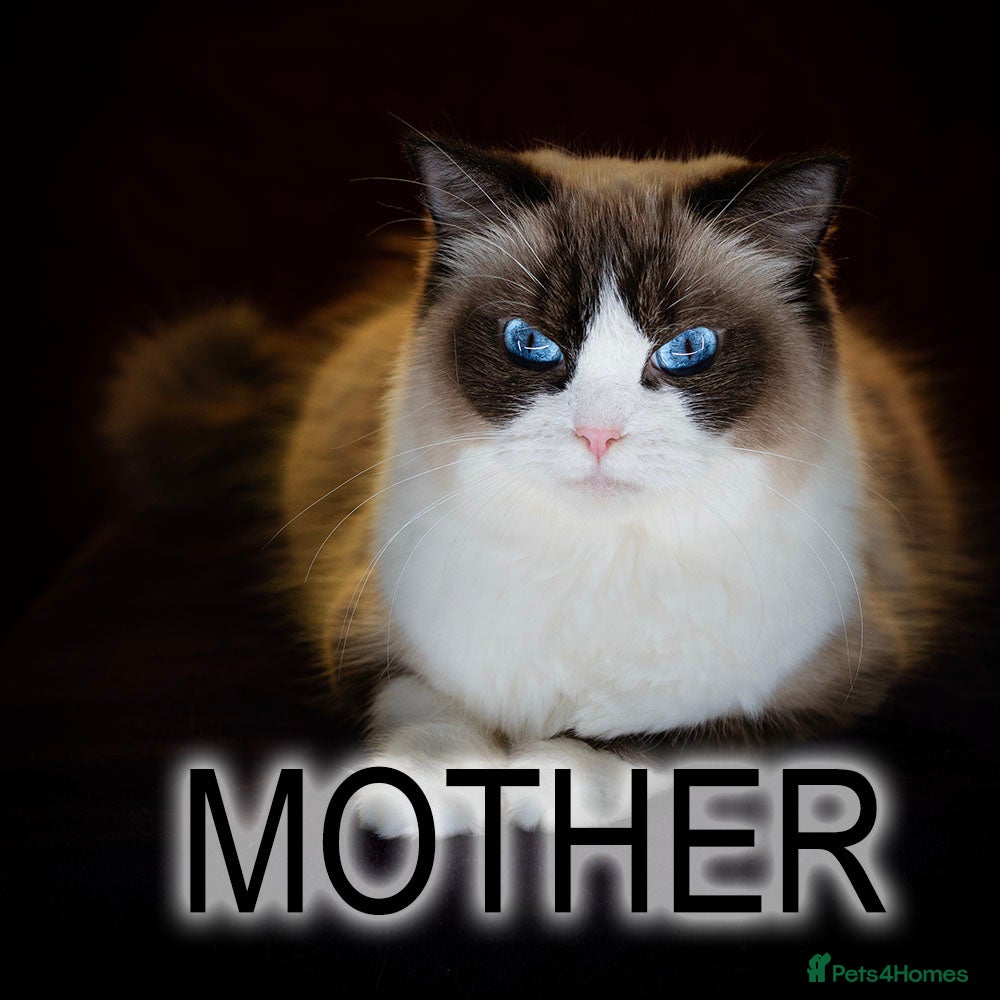 Ragdoll cats Champion Ragdoll Girl India SHOW-BREED - Advert 2