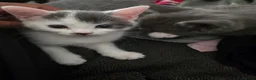 Brazilian Shorthair cats for sale: 4 georgous kittens looking for their forever home - Advert 4
