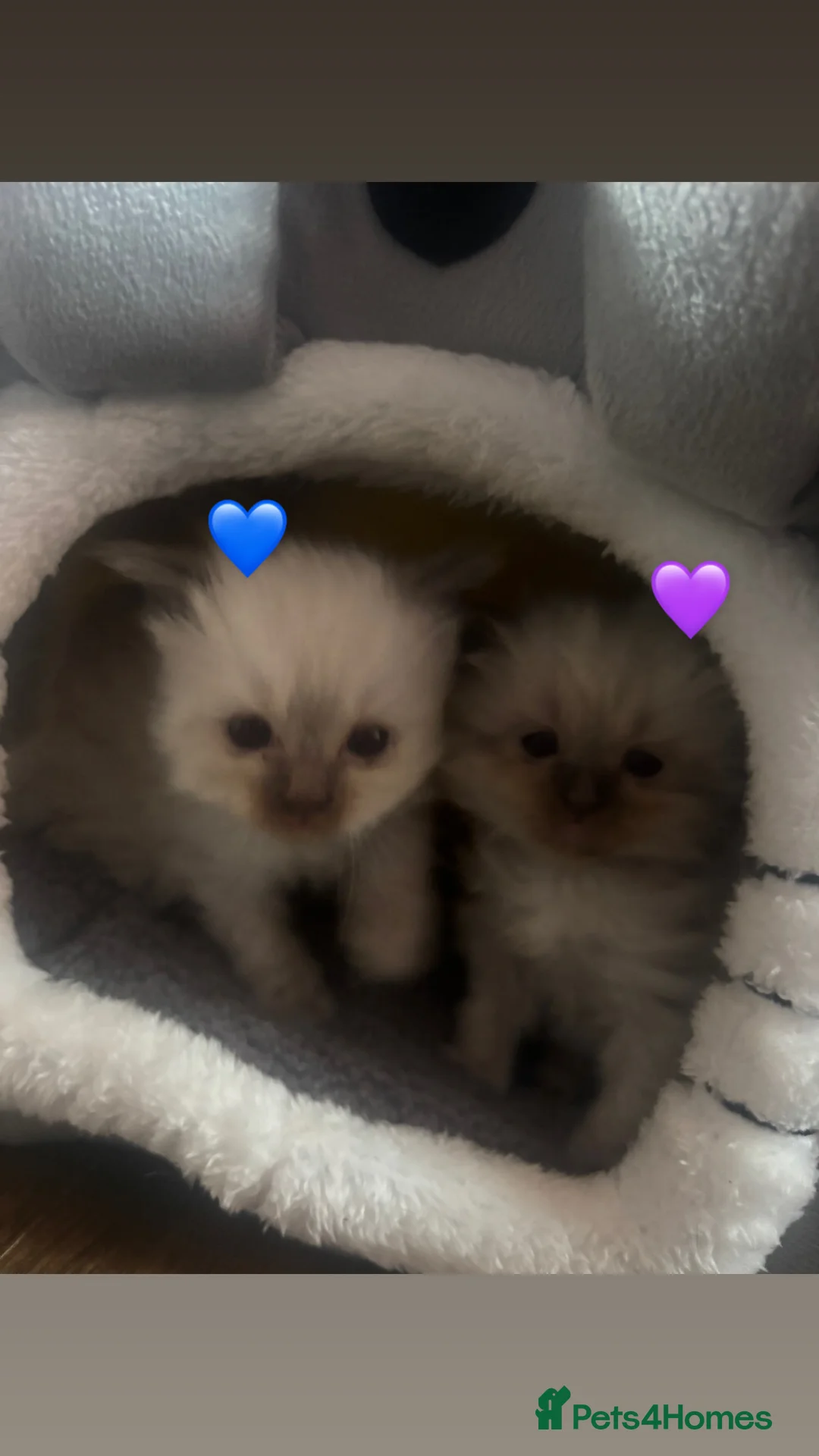 Ragdoll cats for sale: Ragdoll bundle of joys. - Advert 1