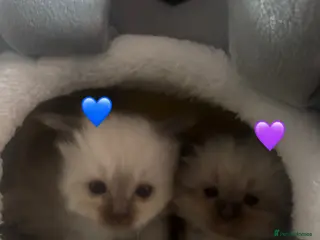 Ragdoll cats Ragdoll bundle of joys. - Advert 3