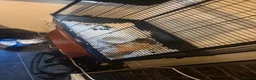 Ferret rodents for sale: Jill forsale  - Advert 4
