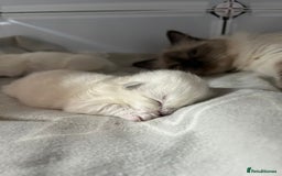 Ragdoll cats for sale: Stunning Ragdoll kittens. Champion line.  - Image 1