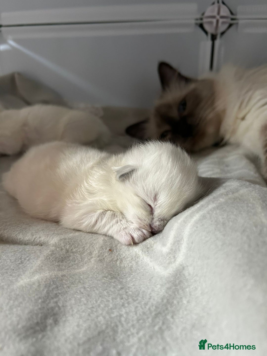 Ragdoll cats for sale: Stunning Ragdoll kittens. Champion line.  - Image 1