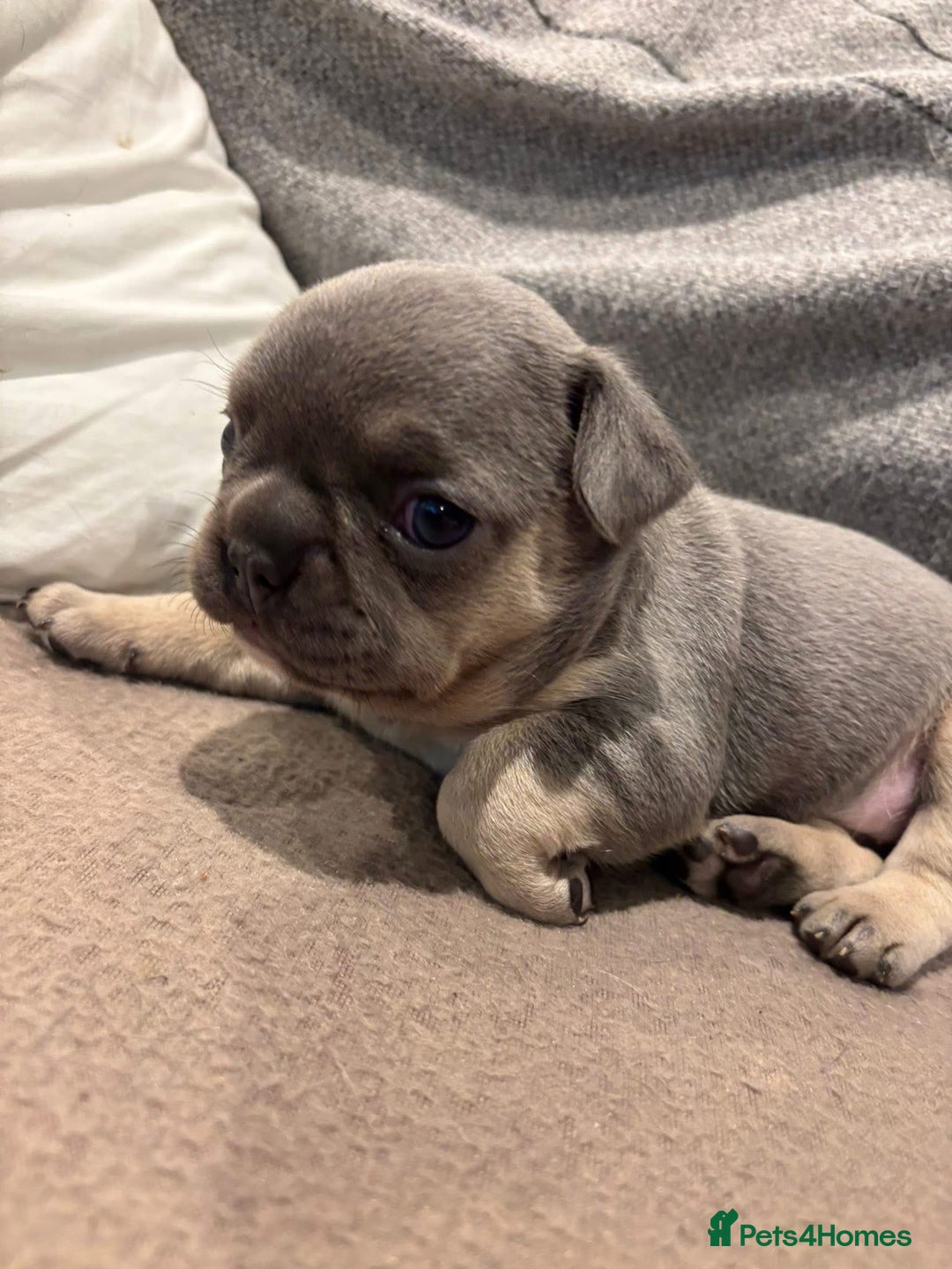 French Bulldog dogs for sale: French Bulldog Puppies - Advert 23