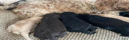 Cavapoo dogs for sale: F1 b cavapoo health tested  - Advert 14