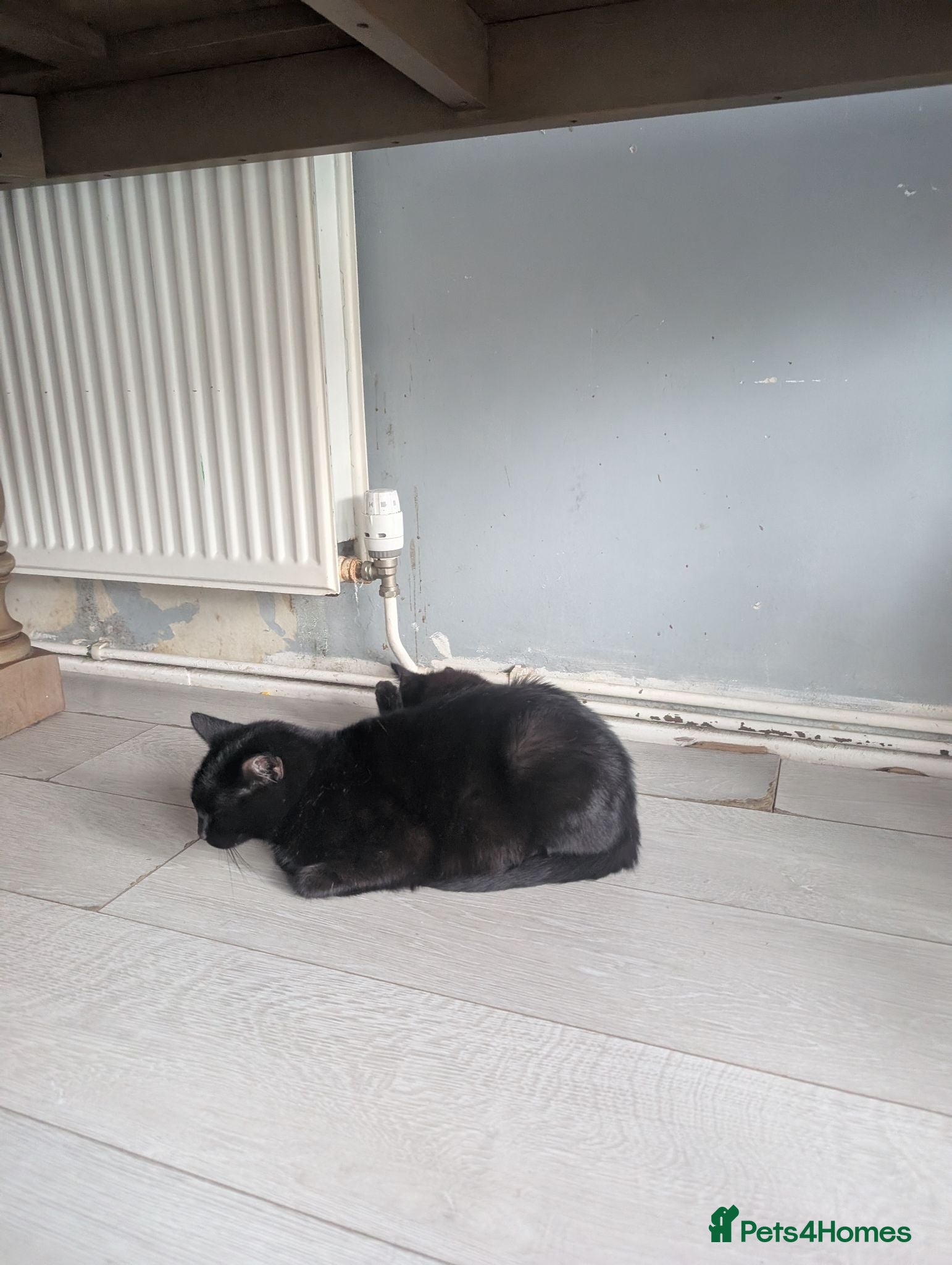 Mixed Breed cats 3 lovely kittens looking new homes  - Advert 5