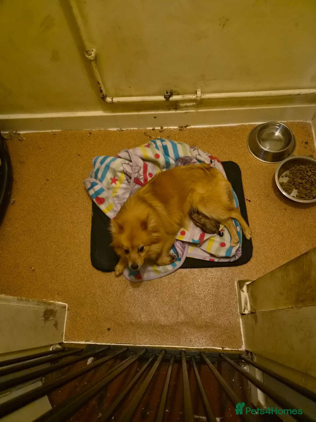 Mixed Breed dogs for sale: Looking for a Loving Home for Luna - Advert 2