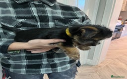 Norfolk Terrier dogs for sale: Norfolk Terrier Puppies - Image 12