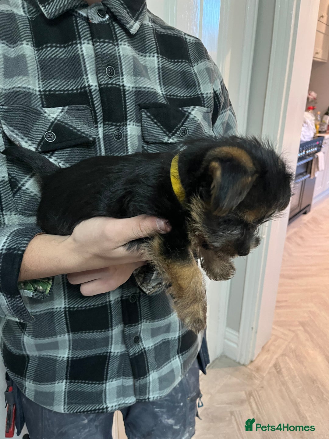 Norfolk Terrier dogs for sale: Norfolk Terrier Puppies - Image 12