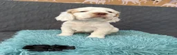 Clumber Spaniel dogs for sale: Kc Registered Clumber Spaniels - Advert 13