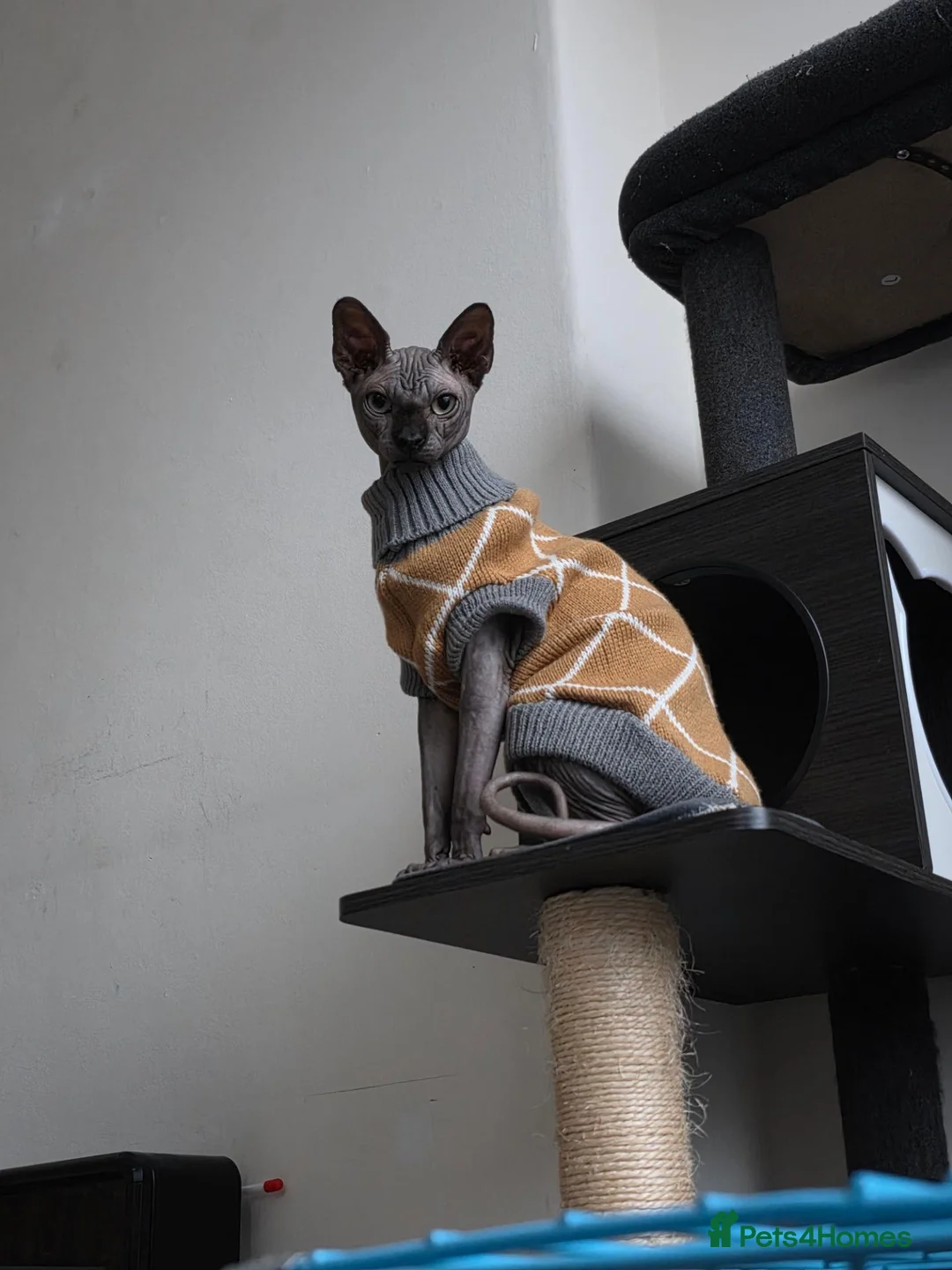 Sphynx cats for stud: TICA Registered Canadian Sphynx Male for Stud - Advert 5