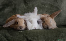 Mixed Breed rabbits for sale: Lion head lop mix - Image 3