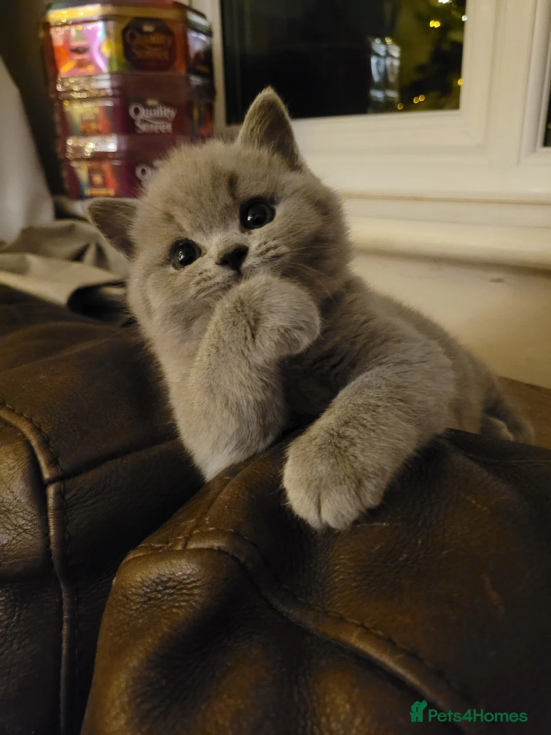 British Shorthair cats for stud: Imported Pedigree British Shorthair, BG B in London - Advert 15