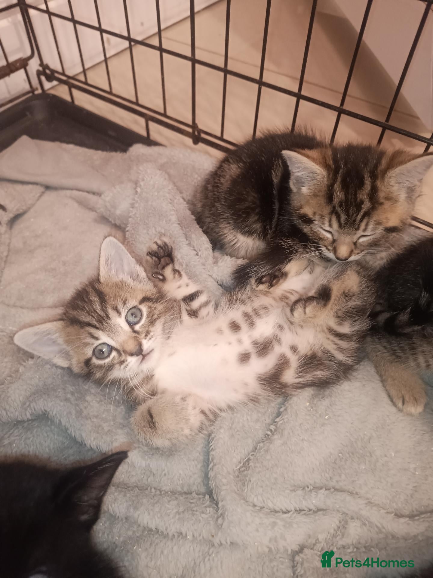 Mixed Breed cats 1 black boy and 4 girl tabby cats - Advert 24