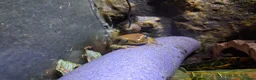 Frog reptiles for sale: 3 tree frogs £60 for all - Advert 2