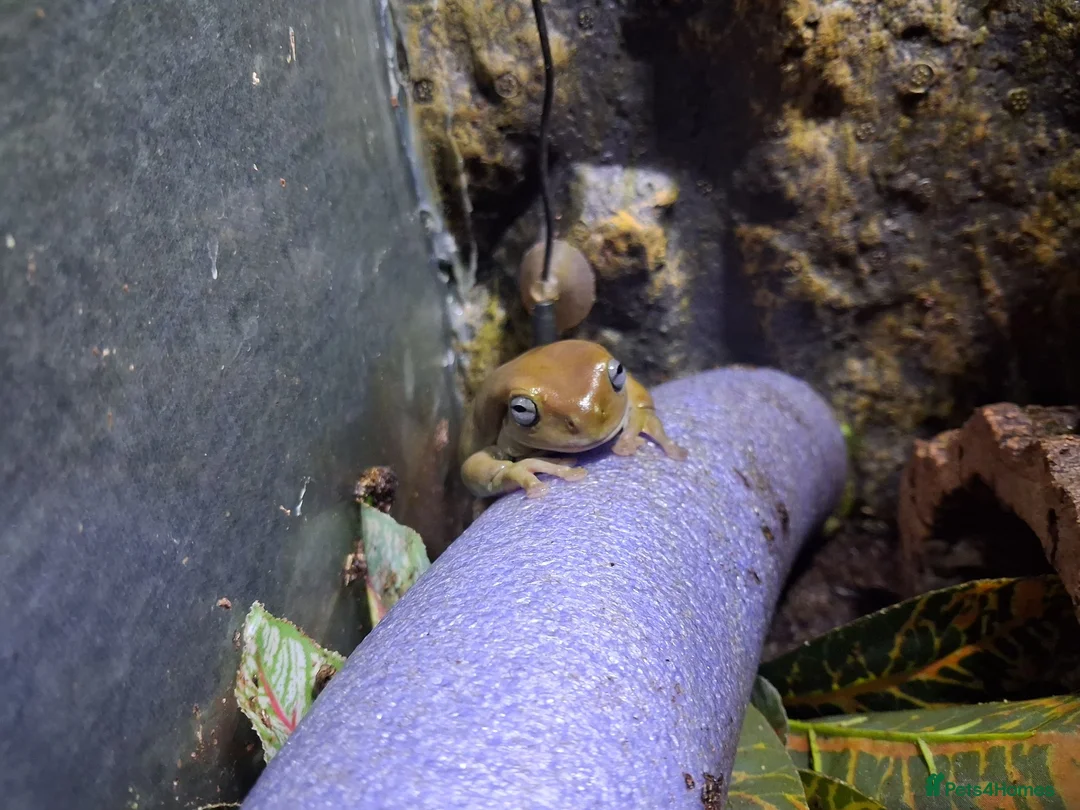 Frog reptiles for sale: 3 tree frogs £60 for all - Advert 2