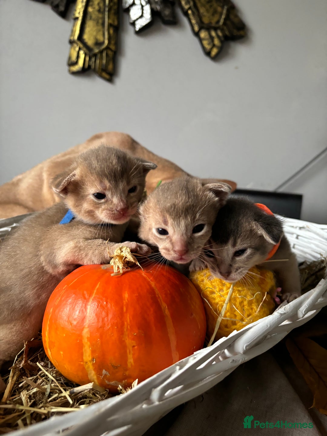Abyssinian cats for sale: Pure pedigree Tica registered Abyssinian kittens  - Image 11